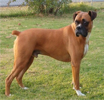 male boxer dogs