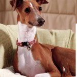 a-italian-greyhound-38280
