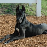 black_great_dane-12857