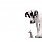 great-dane-wallpaper-7
