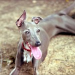 italian-greyhound-panting