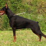 1190779415doberman_pinscher