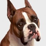 1Boxer