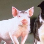 Top_10_Movie_Dogs_11