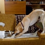 Top_10_Movie_Dogs_51