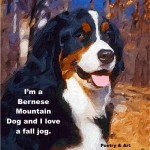 bernesemountaindog