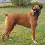 boxer-adult