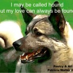 elkhound