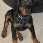 magnum_doberman-dog1
