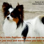 papillon