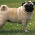 pug