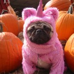 pug-costumes-2