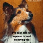 sheltie