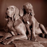 weimaraner-1