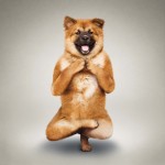 ANIKA_BOOK_shrp_web