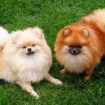 Pomeranianommania PoetryInMotionandPommaniaMsDynamite