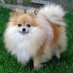 T.Pomeranian