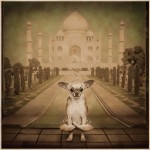 TINY-TAJ-SEPIA-COLOR-2-FINAL_web