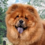 chow_chow-13142