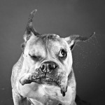 dog-1