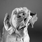 dog-2