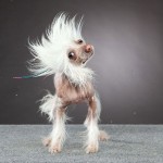 dog-3