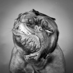 dog-4