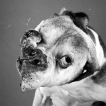 dog-5