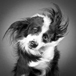 dog-6