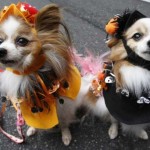 fashionable-dogs-1-600x408