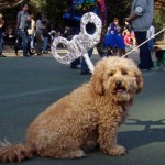 fashionable-dogs-10-600x439