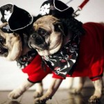 fashionable-dogs-13-600x400