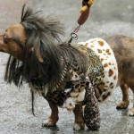 fashionable-dogs-16-600x447