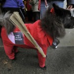 fashionable-dogs-19-600x485