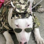 fashionable-dogs-3-600x795