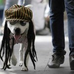 fashionable-dogs-4-600x442