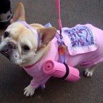 fashionable-dogs-6-600x444