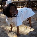 fashionable-dogs-7-600x480