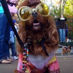 fashionable-dogs-8-600x862