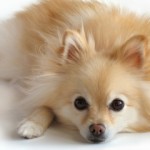 pomeranian