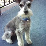0schnauzer