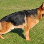 1279322902_105586198_5-German-Shepherd-Bitch-Puppy-Scotland-1279322902