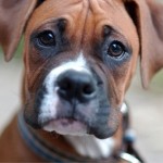 boxer_fanner1