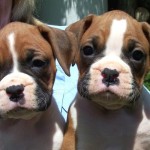 boxertrufa