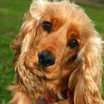cockerspaniel