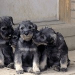 f7c0d02428aaf8bf_Schnauzer_Puppies_A