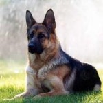 german_shepherd
