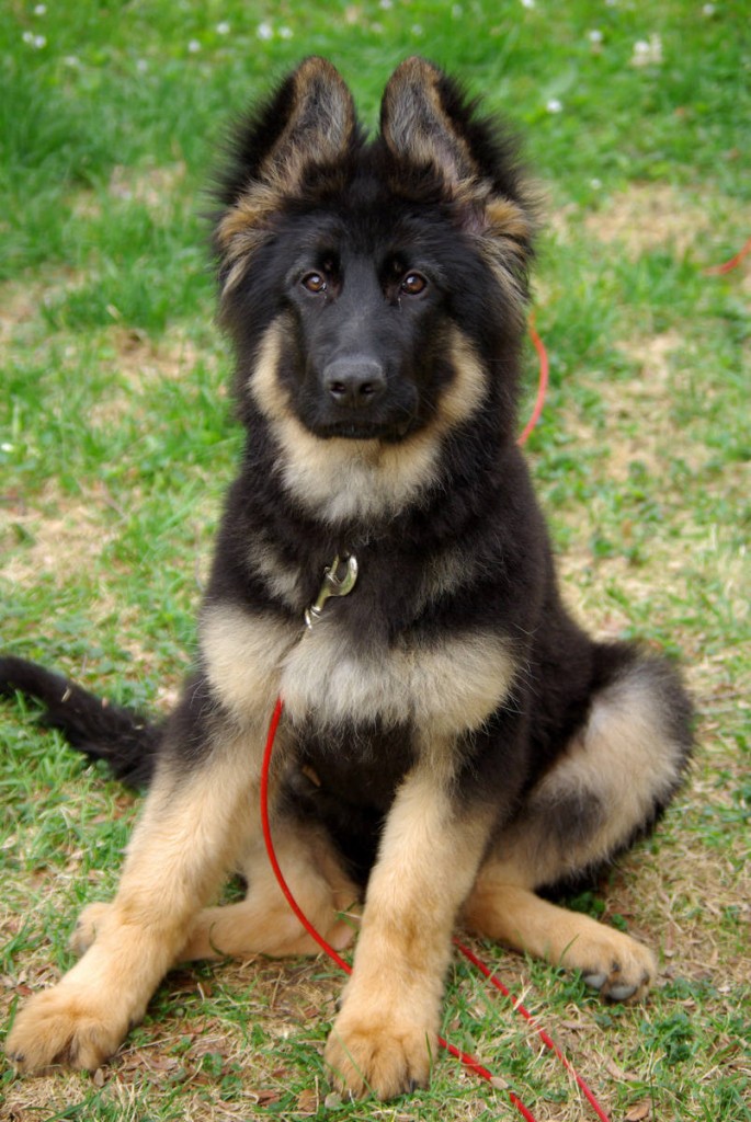 gsdpup-jack-LindaMishler2