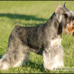 miniature_schnauzer