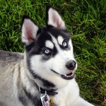220px-Siberian_Husky_blue_eyes_Flickr